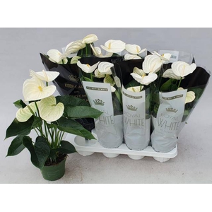 Anthurium Andreanum Alpine 14Ø 50cm 5fl