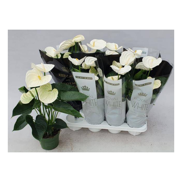 <h4>Anthurium Andreanum Alpine 14Ø 50cm 5fl</h4>