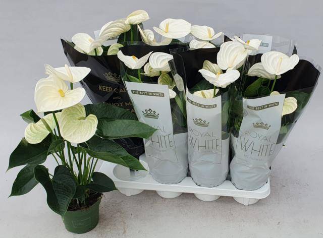 Anthurium Andreanum Alpine 14Ø 50cm 5fl