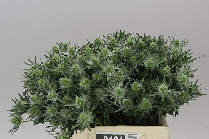 <h4>Eryngium Sirius</h4>