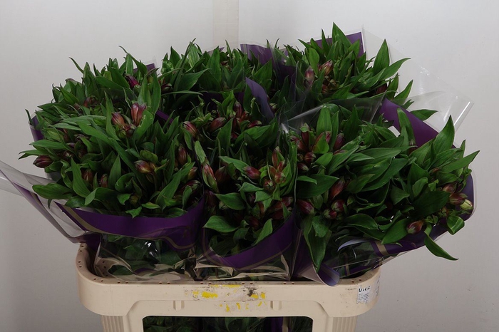 <h4>Alstroemeria  'Carline'</h4>