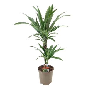 Dracaena frag. Warneckei