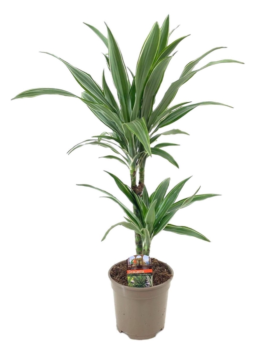 <h4>Dracaena frag. Warneckei</h4>