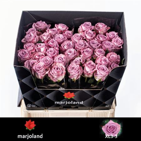 <h4>Rosa grootbloemig Nayeli!</h4>