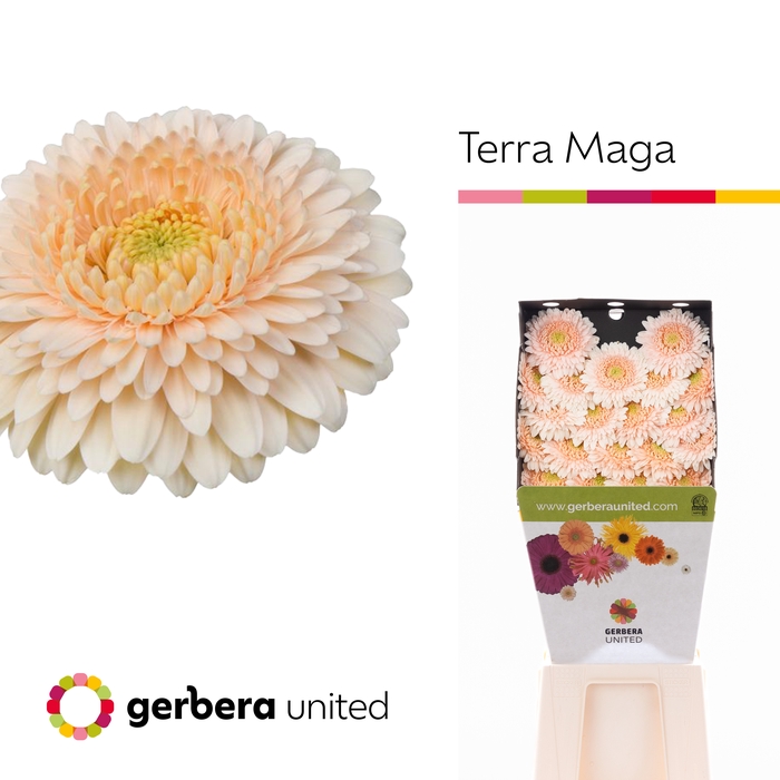 <h4>Germini Pomponi Terra Maga Diamond</h4>