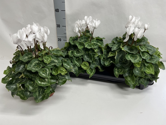 Cyclamen GR 'XL'