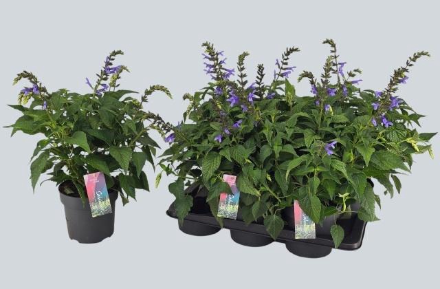 <h4>SALVIA LAKE COMO</h4>