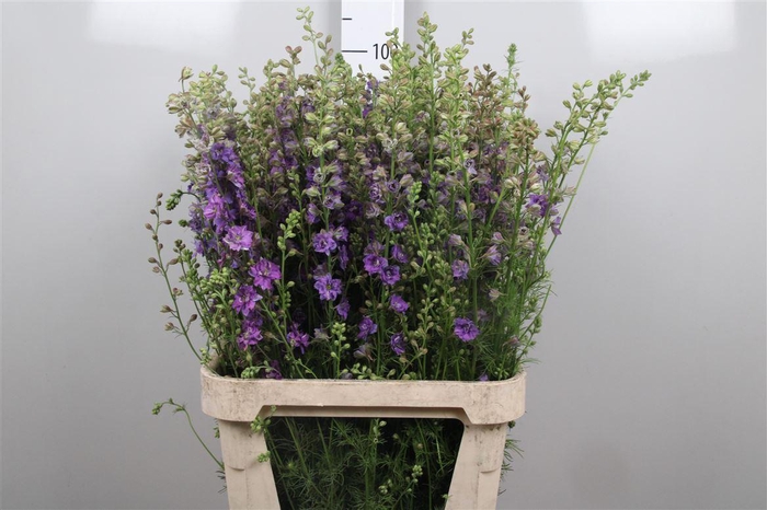 <h4>Cons R Q Violet/ Lilac</h4>