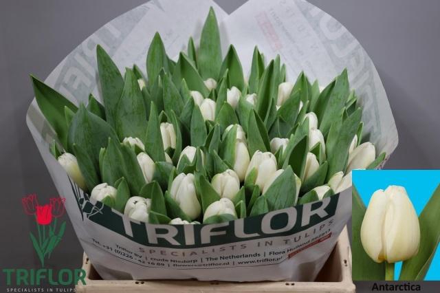 <h4>TU EN ANTARCTICA</h4>