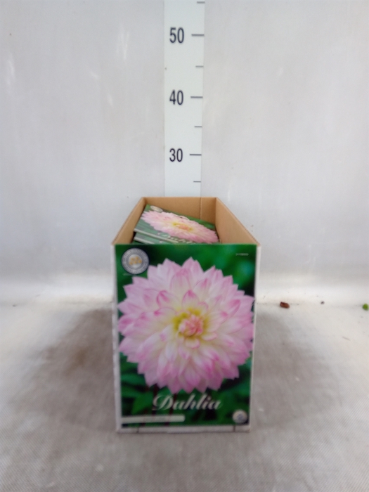 <h4>Dahlia   ...flowerbulbs</h4>