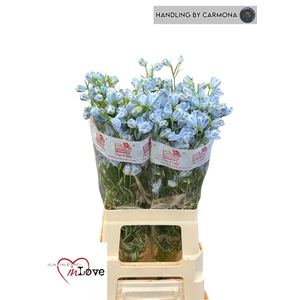 DELPH EN M PLAT BLUE