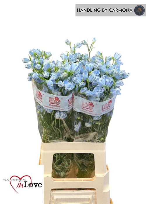 <h4>DELPH EN M PLAT BLUE</h4>