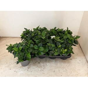 GARDENIA JASMINOIDES