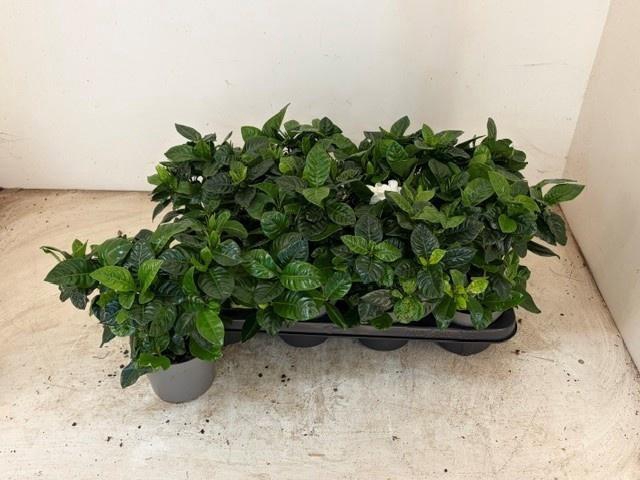 <h4>GARDENIA JASMINOIDES</h4>