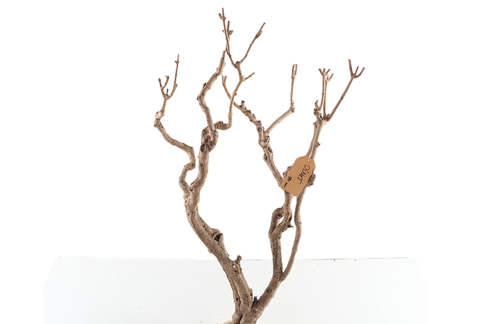 <h4>Syringa Branch Extra Godon</h4>