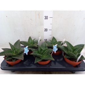 xGasteraloe  'Tiki Zilla'