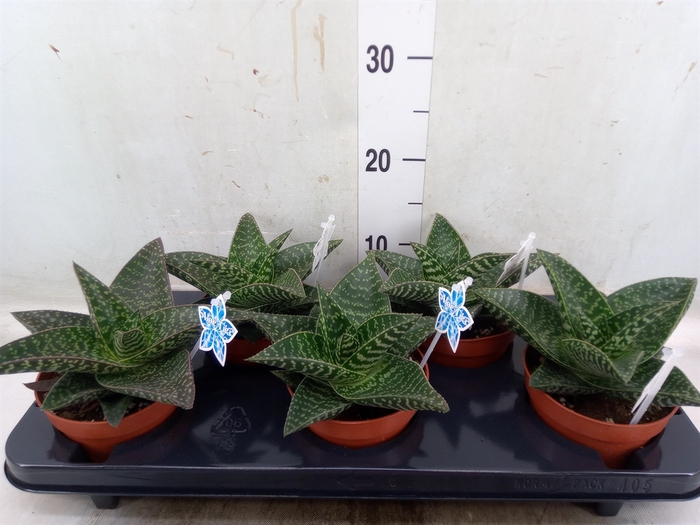 <h4>xGasteraloe  'Tiki Zilla'</h4>