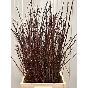 PRUNUS OV BOS