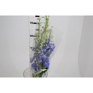 DELPHINIUM 070 CM AZUL