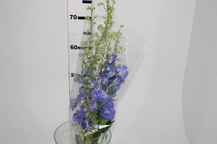 DELPHINIUM 070 CM AZUL
