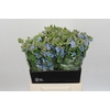 Oxypetalum Tweedia Blue
