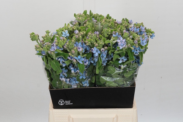Oxypetalum Tweedia Blue