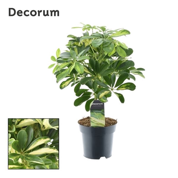 <h4>Schefflera Gold Capella Stam</h4>