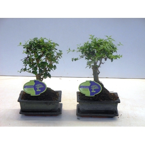 Ligustrum sinensis, 15cm., broom, with drip tray