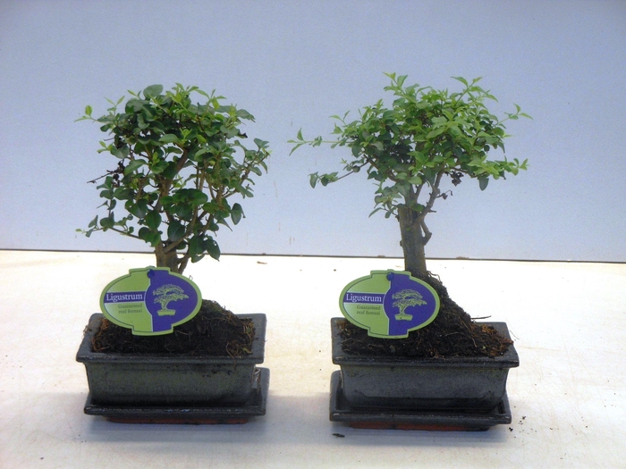 <h4>Ligustrum sinensis, 15cm., broom, with drip tray</h4>