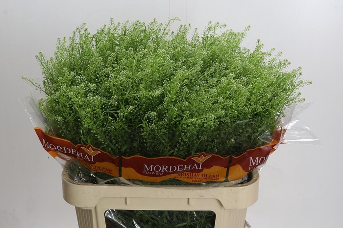 <h4>Lepidium Green Bell</h4>