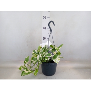 Epipremnum pinn. 'NJoy'
