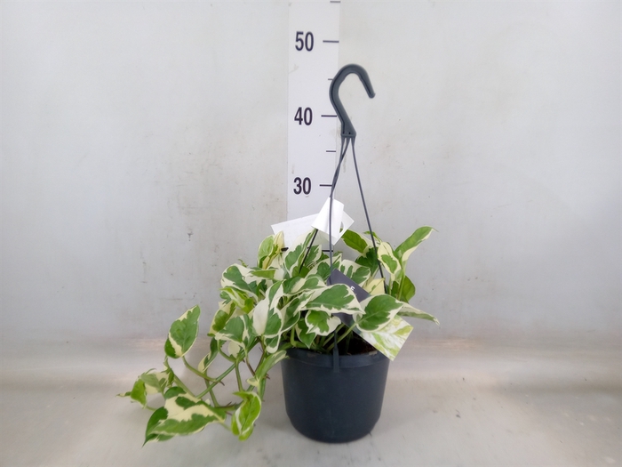 <h4>Epipremnum pinn. 'NJoy'</h4>