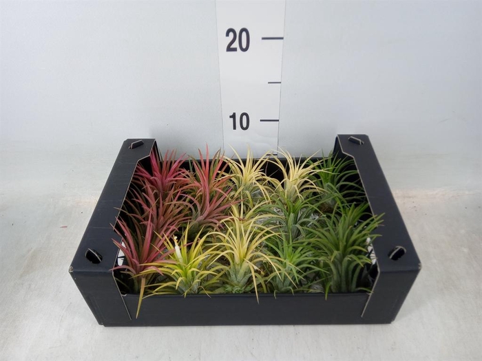 <h4>Tillandsia ionantha</h4>