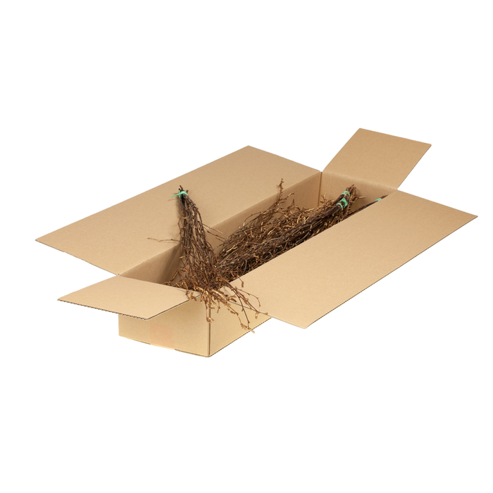 <h4>Birch 60cm Sb N.gld Touch</h4>