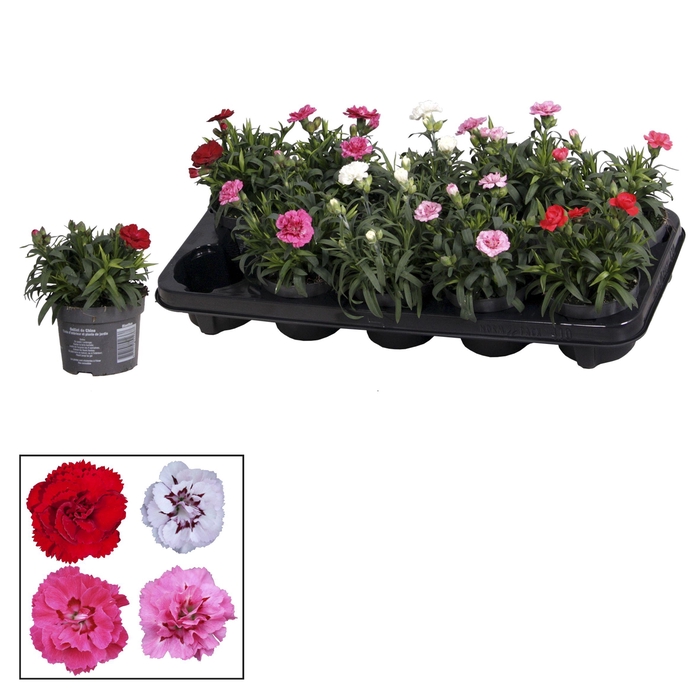 <h4>Dianthus - 10,5 cm - Oscar mix</h4>