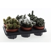 Cactus gemengd gemengd in tray P12 Cristaat mix, CA12005