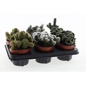 Cactus gemengd gemengd in tray P12 Cristaat mix, CA12005