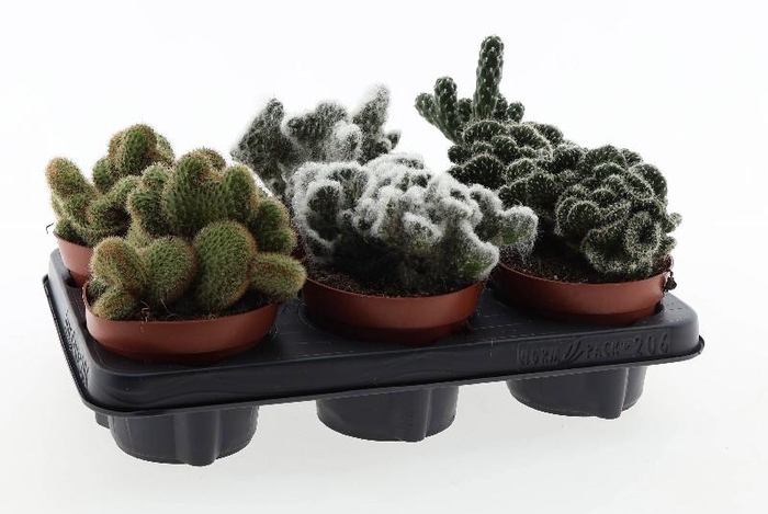 Cactus gemengd gemengd in tray P12 Cristaat mix, CA12005