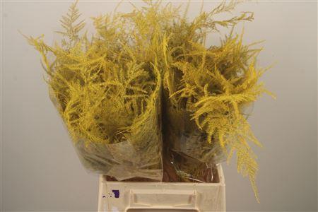 <h4>Asp Klb Yellow</h4>