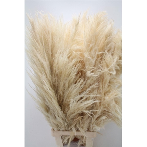 Sacuaras Gedroogd White