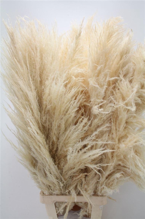 <h4>Sacuaras Gedroogd White</h4>