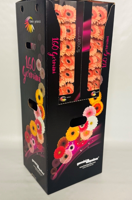 <h4>GE MI COOKIE N CREAM Aquabox *160</h4>