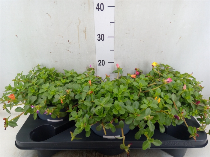 <h4>Portulaca   ...</h4>