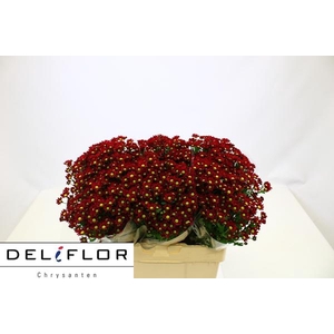 CHR SAN LADYBIRD