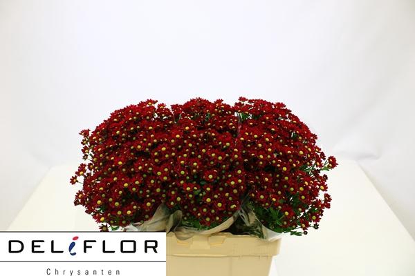 <h4>CHR SAN LADYBIRD</h4>