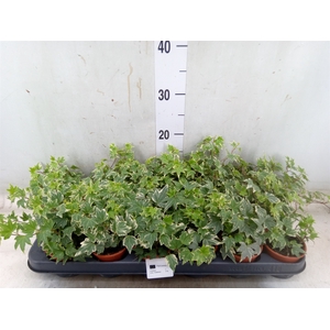 Hedera helix 'Eva'
