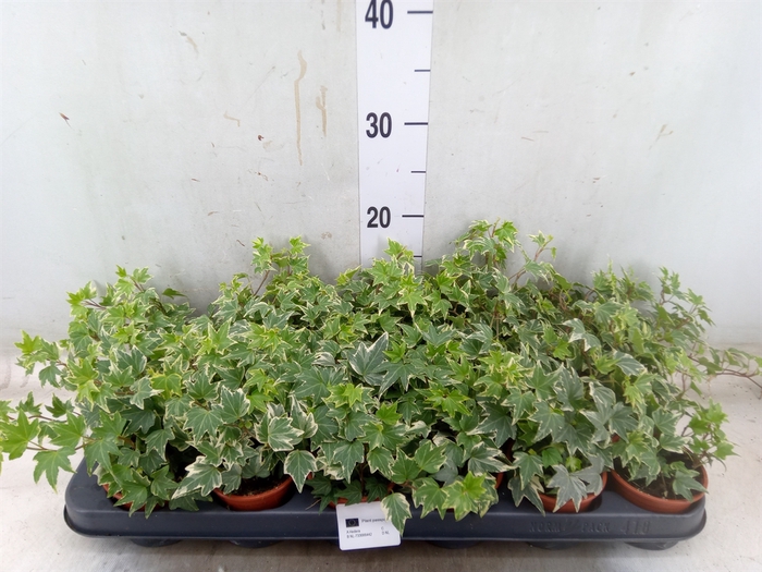 <h4>Hedera helix 'Eva'</h4>