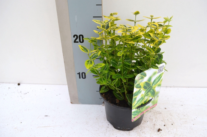 <h4>Euonymus fortunei 'Emerald 'n' Gold'</h4>