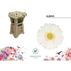 Germini Albino Water