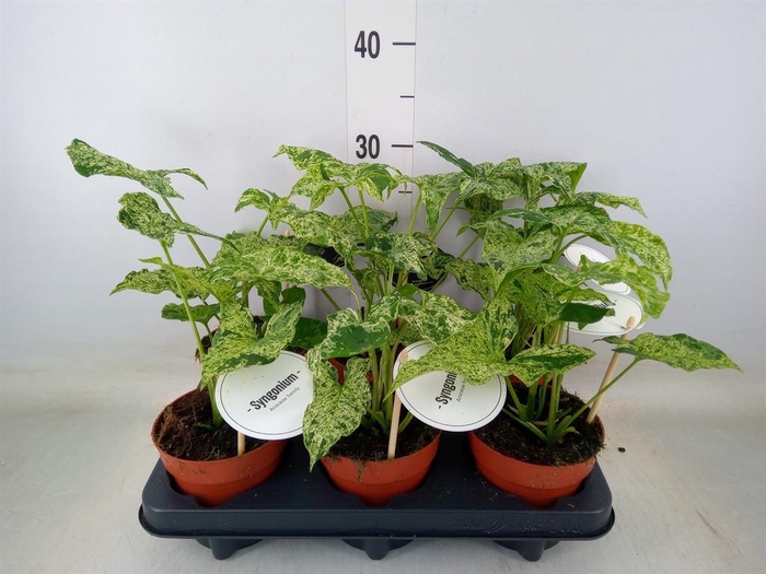 <h4>Syngonium   ...</h4>